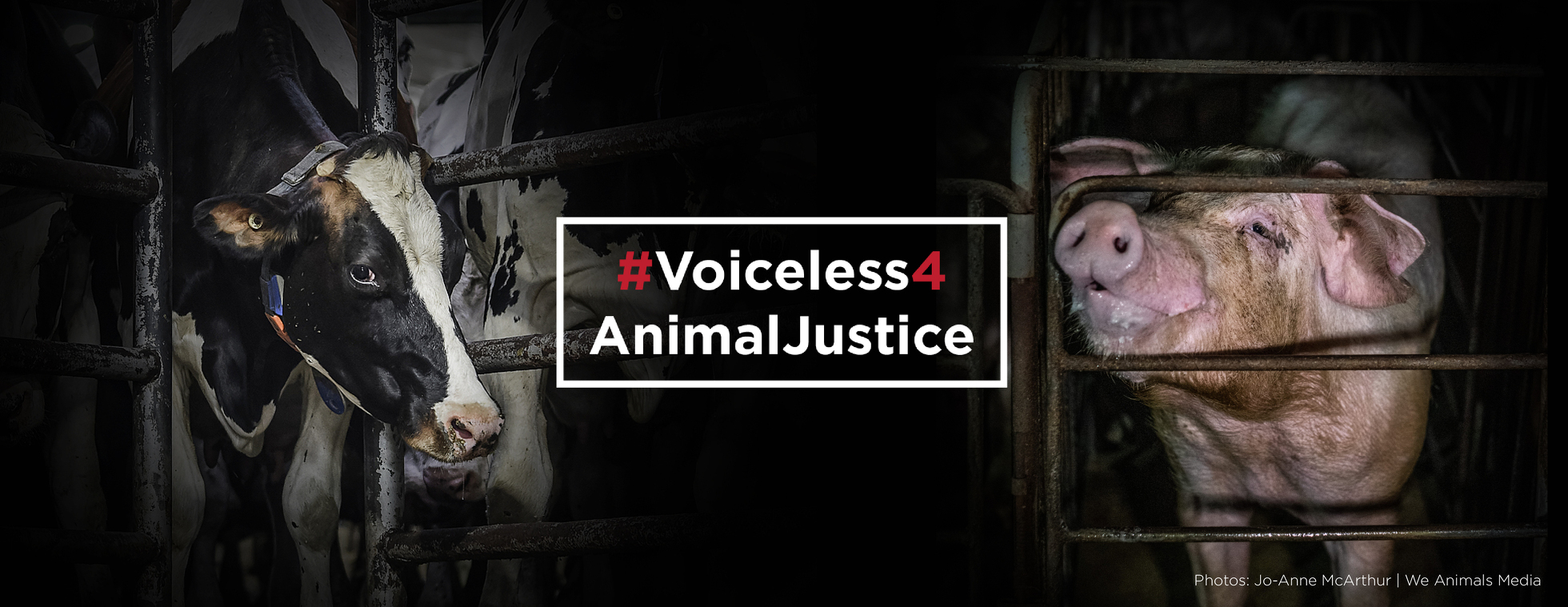 #Voiceless4AnimalJustice 2023 | Help Stop Ag Gag Laws